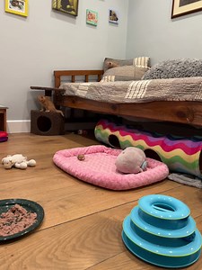 20K views · 2.7K reactions | Sophia L’Orange Kitten Rescue on Reels | Facebook