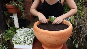 2.8K views · 53 reactions | The bulb bug has bitten! We show you how to plant daffodils with these few easy steps. #thegardenerza #dietuinier #thegardenermagazine #dietuiniertydskrif #bumperissue #daffodils #planting #gardentipsandtricks #passionategrower #fortheloveofflowers | The Gardener Magazine | Facebook