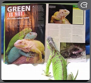 1.1K views · 20 reactions | Weird Lizards That Really Need To Stop Confusing Us | Pets Are My Life | Facebook