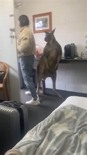 Woman opens motel room to host of Aussie animals