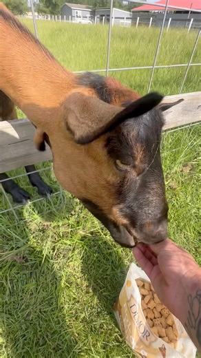 My favorite goat - candy man | Shirtless Jake's Homestead