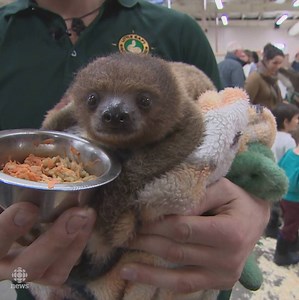 If you've never snuggled a sloth, you can get your chance this weekend at the Halifax Forum. And if sloths aren't your thing, there will 30 other incredible animals. | CBC Nova Scotia