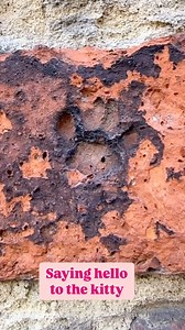 9.1K views · 44 reactions |  100+ year old cat print ‍⬛ What are...