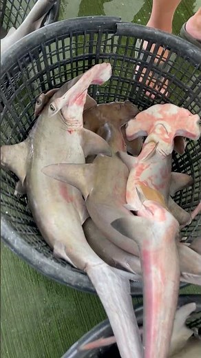 😱 So Many Baby Hammerhead Sharks Caught at Once!#HammerheadShark #SharkBaby #OceanCatch