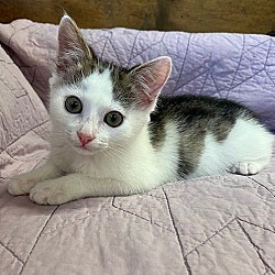 Walnut Creek, CA - Domestic Shorthair. Meet Moopsey a Pet for Adoption - AdoptaPet.com