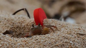 Petite crabe de plage à côté : vidéo de stock (100 % libre de droit) 3959567351 | Shutterstock