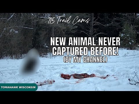 January 17th-24th 2025 Tomahawk Wisconsin Trail Camera Highlights