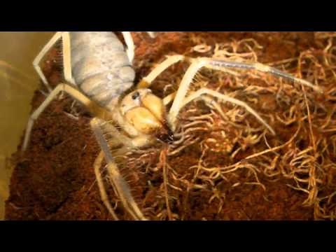 Angry Camel Spider!