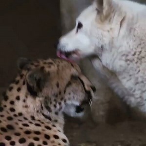 562K views · 19K reactions | Sometimes PDA is A-OK  : Liz Sauer | San Diego Zoo | Facebook