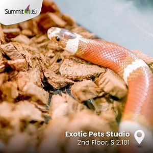 🦎Discover the Exotic Wonderland at Exotic Pets Studio😎 🐸If you're a lover of exotic reptiles like lizards, geckos, snakes, and frogs, then Exotic Pets Studio on the 2nd floor of The Summit USJ is your perfect haven. 🐍This place is an absolute gem for those seeking high-quality and ethically sourced exotic pets. 🕸️You can rest assured that all the animals sold here come from ethical captive breeding sources, guaranteeing their health and well-being. 🕷️So, whether you're a seasoned reptile e