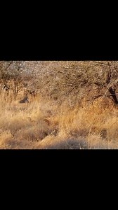 7.7K views · 292 reactions | Caracal Wild Cat #viralreelsfb #reelsfypシ #2023challenge #viralpage #slowmotion #hunting #stories #virals #Hunter #wildlife #cat | Hunting Lovers | Facebook
