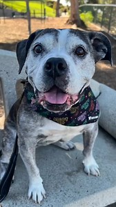 Tiger Lily wanted to remind everyone that November is #adoptaseniorpetmonth 🐾❤️ At 10 years young, Tiger Lily is looking for an adopter to spend her golden years with. It’s hard to describe Tiger Lily without overusing the word love. After all, that’s what she’s all about. Tiger Lily loves everyone she meets! When petting this extremely affectionate girl, she leans in as though to say, “Where have you been my whole life?” Her doting nature is carried over to her stuffed toys. We’ve seen her met