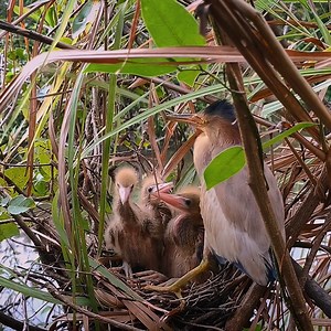 8.2K views · 748 reactions | The Baby Bird Waits For The Mother To Return With Food Wild Bird Feeding Babies | Review Bird Nest | Facebook