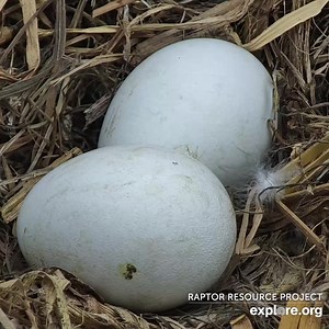 16K views · 1.1K reactions | Pip-pip hooray, we have a pip on the Decorah nest! Eaglets soon. Watch the live cam now: https://explore.org/livecams/bald-eagles/decorah-eagles | explore.org | Facebook