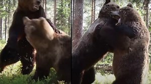 Grizzly Bear Brawl Filmed Outside Wildlife Centre (3 Different Camera Angles)
