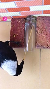 10K views · 84 reactions | Smart magpie swipes food! (For entertainment purposes only. Consult professionals if guidance on activities is presented. No brand affiliation is implied if any are shown. If inspired by true events, creative adaptations may be included. Content may include public footage.) | Fabiosa Fitness | Facebook