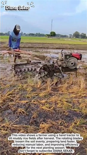 Traditional Rice Field Tilling with Hand Tractor | Farming Productivity