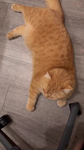 Cute toe beans🤭☺️🥰 | Meow Cats