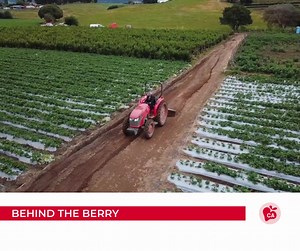 BEHIND THE BERRY: See how the crop of opportunity inspired former strawberry picker Domitila Tapia to start her own farm: https://bit.ly/46MkuTb #laboroflove #californiastrawberries #lovestrawberries | California Strawberries