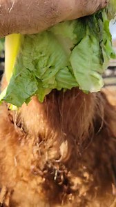 Scotty our Scottish Bull Highlander. What an Amazing Beast. #odessaanimalsanctuary #donate #animal #scottishhighlander #nonprofit #HelpFeed #OAS | Odessa Animal Sanctuary, Inc. 501c3 Non-Profit Organization