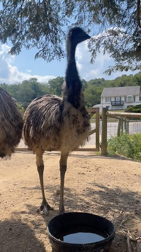 69 reactions · 3 comments | Stay cool, emus!  During these hot...
