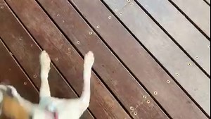 1.8K views · 398 reactions |  SPINNER GIRL  It’s been a significant journey....... And we still don’t know why she has neurological issues, but she’s perfect as she is anyway. Tomorrow her final journey begins.  My girl is flying to Adelaide. She’s going home. | "Paws for Thought" Rescue | Facebook