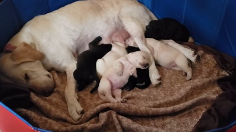 Artilife Foldable Dog Bath Pool - Portable Whelping Box for Puppies (39" Dia.x12" H(100x30cm))