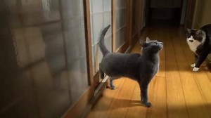 10K views · 240 reactions | No kitty door....have to knock first... loudly and impatiently.  | CatVid Repository | Facebook