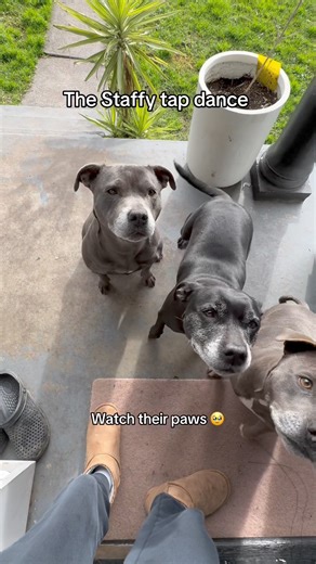 47K views · 2.2K reactions | The cutest lil tappy toes, wiggly tails and smiles 凉 | The Staffy Crew | Facebook