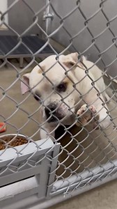 Beauties and Beasts, Inc. on Reels