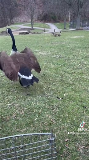 4.9K views · 108 reactions | This mature Canada Goose was rescued...
