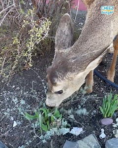 2.2M views · 197 reactions | Cheezburger on Reels | Facebook