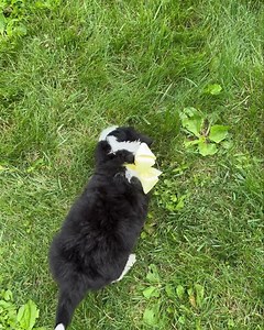 Mini sheepadoodle female Going home June 19 Adult size 35-45 lbs #TLCbytheLake #sheepadoodles #minisheepadoodle | TLC by the Lake Poodles and Doodles | Facebook