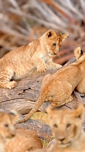 Lion cubs learn vital hunting and survival skills through wrestling and stalking each other while they play! 🦁 Unfortunately, the odds are stacked against lion cubs, with only about 20% making it to adulthood due to injuries, illness, lack of food, being killed by other lions, and more☹️ Help protect them using the link in our bio! | Empowers Africa