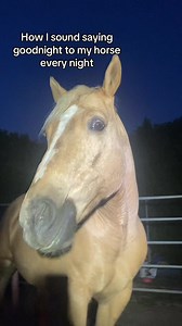 How I Say Goodnight to My Horse Every Night