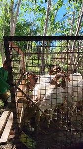 For delivery to Caraga. #sagana | Sagana Farm