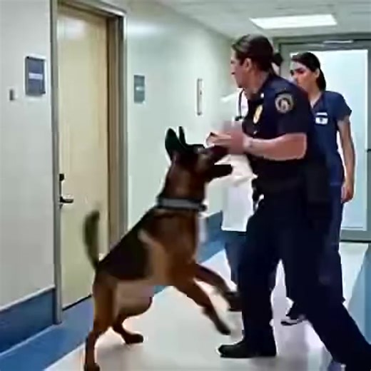 K9 Dog Wouldn’t Stop Barking at Room 207 in a Hospital – What They Found Inside Was Horrifying. Watch | Simply Smiles