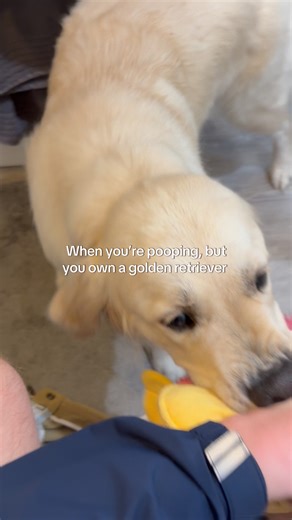 Pooping with a golden retriever #funnydogvideos #goldenretreivers #entertaininganimals