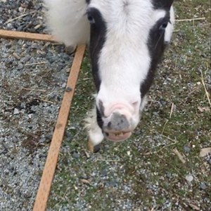 Minihorse is the new cute. #smalleststallion #cutepony💙 | Einstein the Smallest Stallion