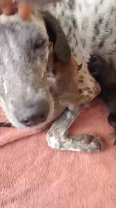 Thank you to Animal Welfare Network and Princess who assisted in the rescue of this nursing mum abandoned in Woodford Square - she gave birth to another pup in the car! We are incredibly grateful to Princess who helps to care for abandoned and unwanted street dogs through the Princess Project - if you would like to help her, whatsapp message 689-7661 - Mum and pups are now safe at our shelter 😊 | TTSPCA - Port of Spain Shelter