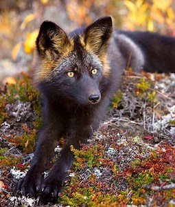 The Silver Fox [1968]