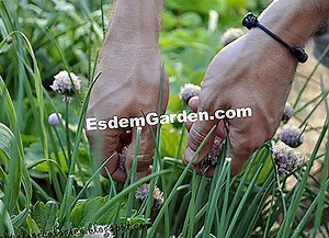 Maní: Siembra, Crece Y Cosecha En El Jardín 🌿 Todo Sobre Jardinería Y Diseño De Jardines - 2025