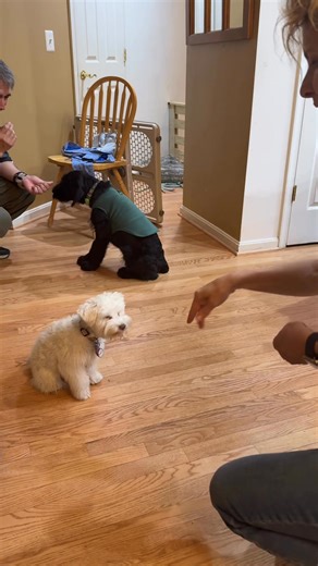 Sometimes a pup will surprise me with a new skill, even after all these years of working with puppies. 🥰Nutella, the white mini Schnauzer pup, was making me laugh this past weekend with her “look at me scooting back on my butt while my cute little front paws dance” moves! | PuppyK