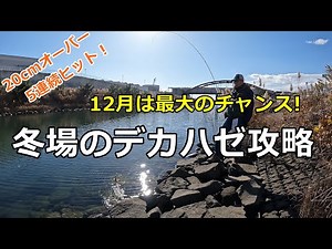 冬場のデカハゼ攻略法 / ハゼ釣り場調査・22cm / 延べ竿でハゼ / 宮城のハゼ釣り / 小物釣り