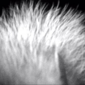 38 reactions · 4 comments | One of my trail cams has had some issues the last couple days with foggy images & videos...just figured out why... #trappingintheozarks #stealthcam #marsupial | Doss Farms | Facebook