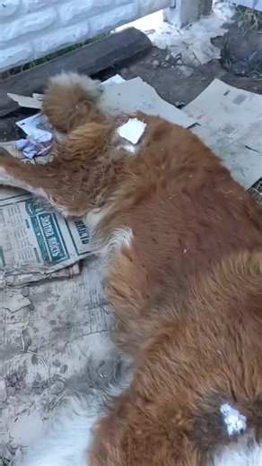 40K views · 149 reactions | UAnimals on Reels | Facebook