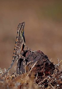 AMAZING FAN-THROATED LIZARD !! @vishallokare_wildlife got this in his camera lens. The fan-throated lizard, also known as Sitana, is a genus of agamid lizards found in South Asia. These lizards are renowned for their striking breeding displays, particularly in the case of the male lizards during the breeding season. During mating displays, the male fan-throated lizards extend a colorful, fan-shaped flap of skin beneath their throat, which they rapidly extend and retract while performing a series