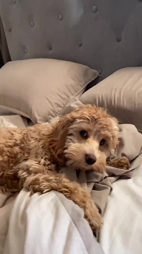 #cockapoo #9tot5 #friday #foyou | Doris Cockapoo