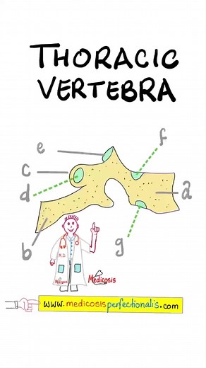 1.1K views | Thoracic Vertebra of the vertebral column (spine)...Anatomy of the Thorax...Thoracic cavity, Ribs, Transverse Process, Spinous process (spine), facets of the vertebral body articulate with ribs...Anatomy Quiz (#18)...#biology #chemistry #doctor #nurse #science #anatomy #neet #nclex #usmle #health #gym #strength #drawing | Medicosis Perfectionalis | Facebook