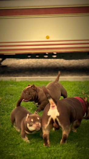 Bonjour à tous !!! Je viens de passer chez Ciril Gottiedgebully Delange il avait un rat qui se baladait en dessous de sa table, j’ai failli l’écraser,les gars, on parle tous du Nano bah il faut voir le vrai Nano je viens de le découvrir là direct, je lui ai demandé de me bloquer une saïlle tous les gens qui adorent le nano aller le voir ça vaut le détour. C’est incroyable. Bon les jaloux faites comme d’habitude abonnez-vous en masse surtout n’oubliez pas de liker et je vous emmerde tous.😂😂😂￼